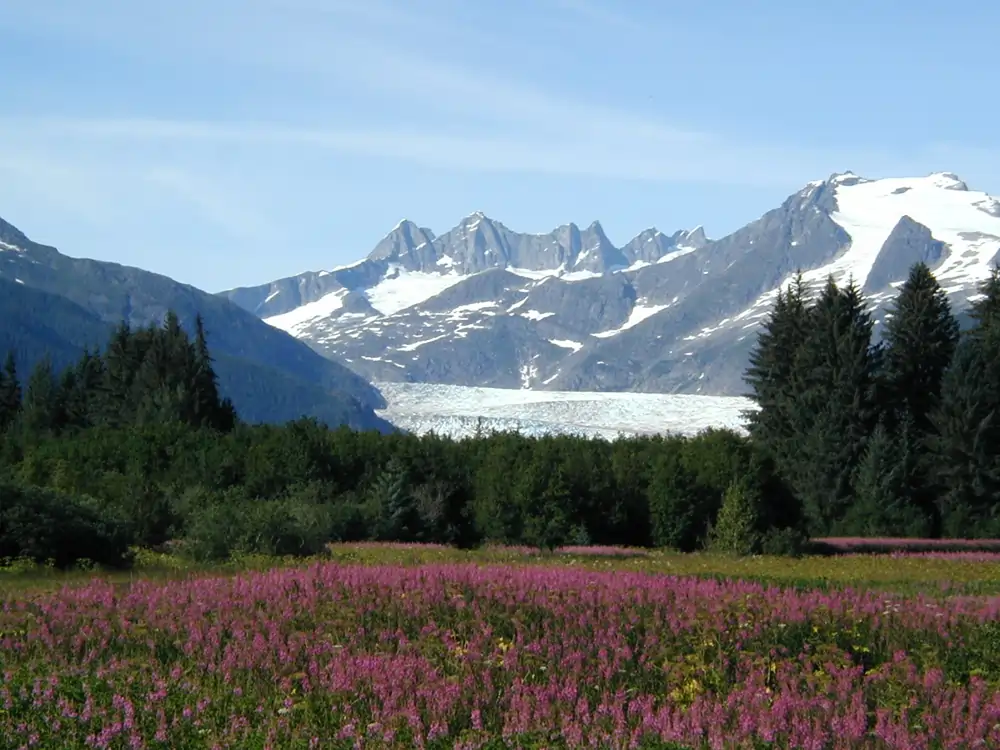 Fireweed meadow with Mendenhall Glacier and the Towers