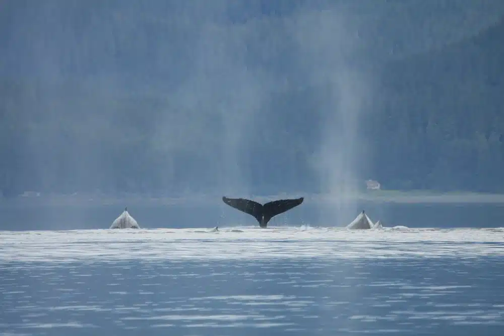 Humpback Whales in Juneau Alaska