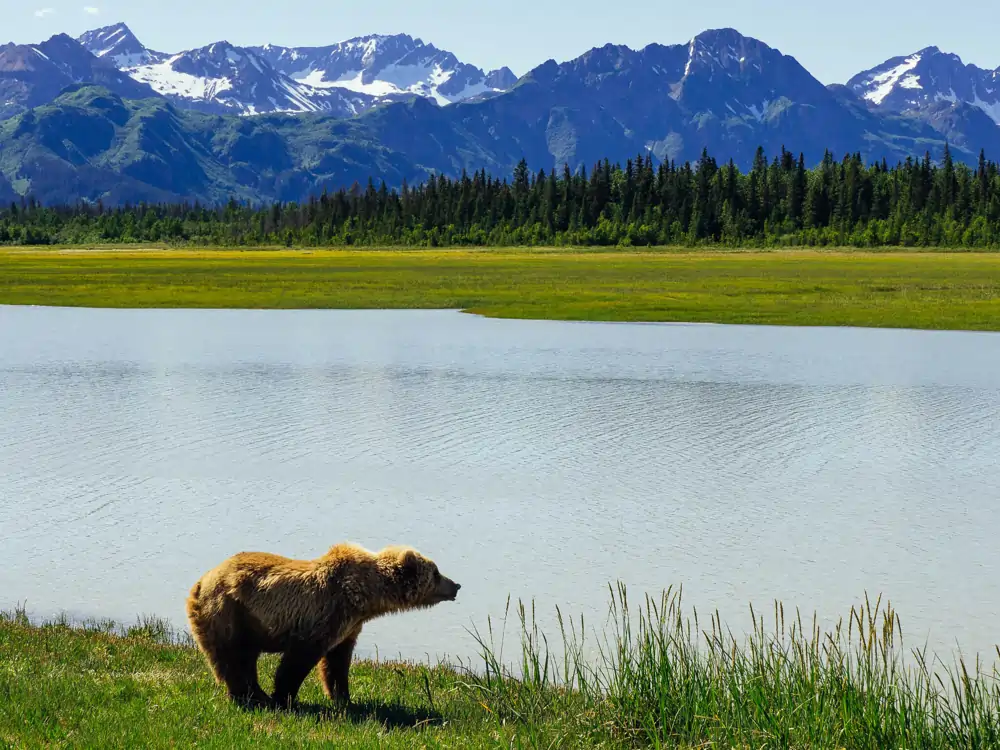 Lake Clark National Park and a Bear